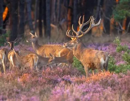 منتزه العطل Tiny House Forestia Met Hottub هونديرلو