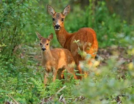 Tiny House Forestia Met Hottub