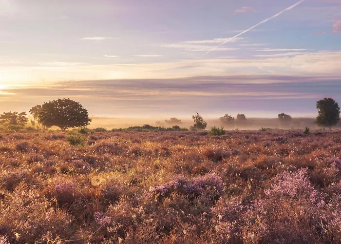 Tiny House Forestia Met Hottub Kompleks wypoczynkowy