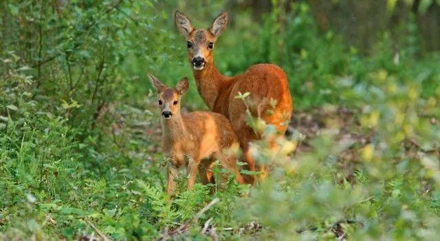 Tiny House Forestia Met Hottub